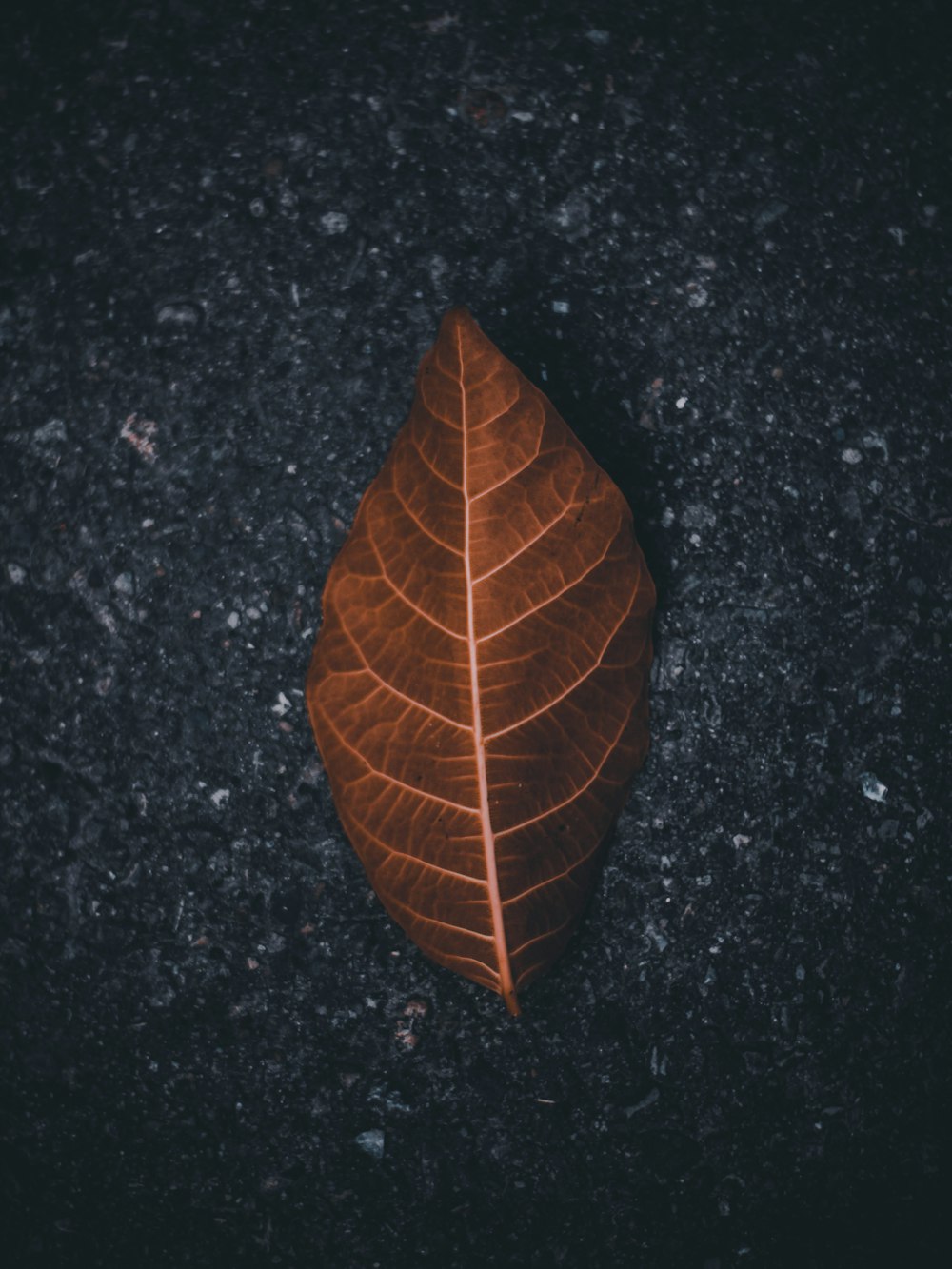 foglia marrone a terra