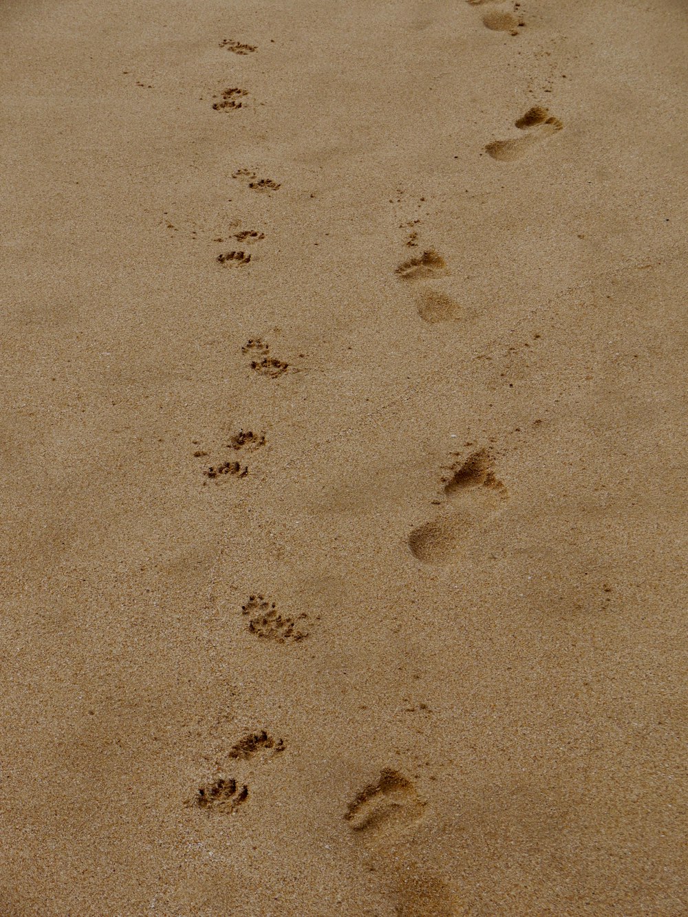 footprints in the sand