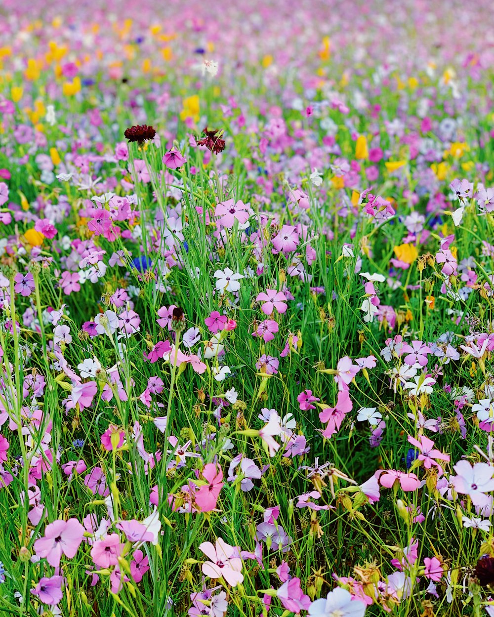 bed of pink and yellow petaled flowers