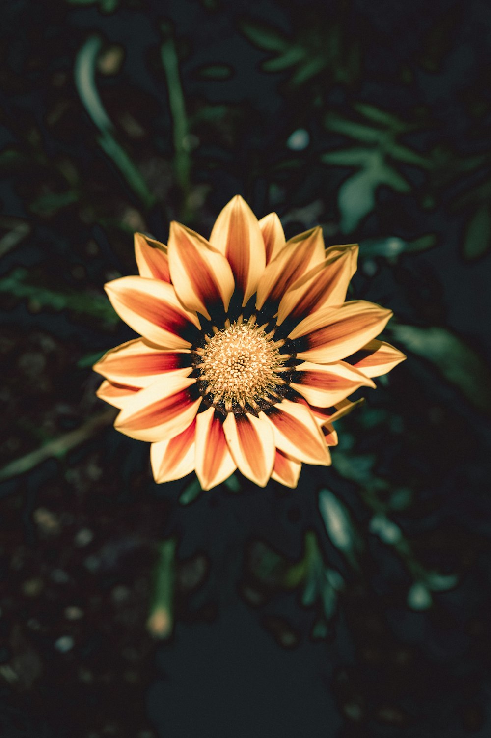 selective focus photography of brown flower