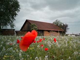 A rustic barn surrounded by wildflowers, capturing the peaceful charm of One Acre Farm.