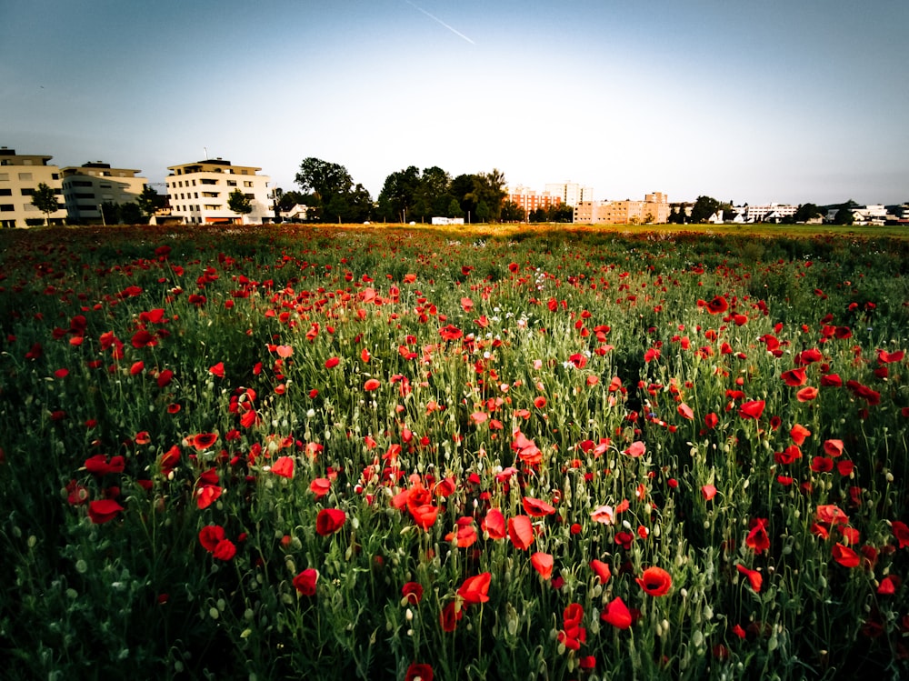 red-petaled flower