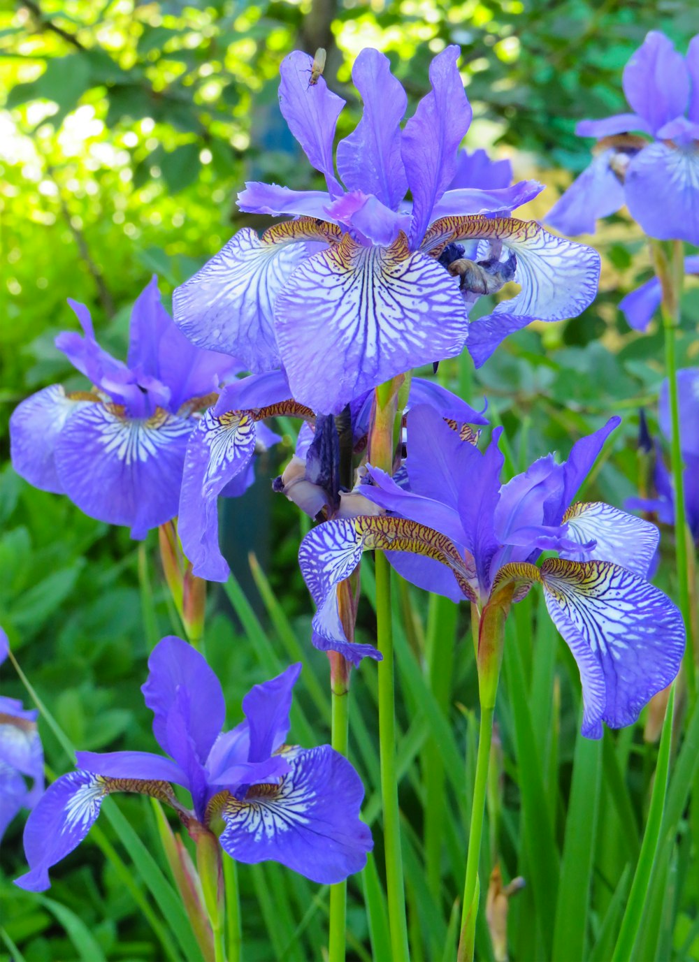 purple and white flowers