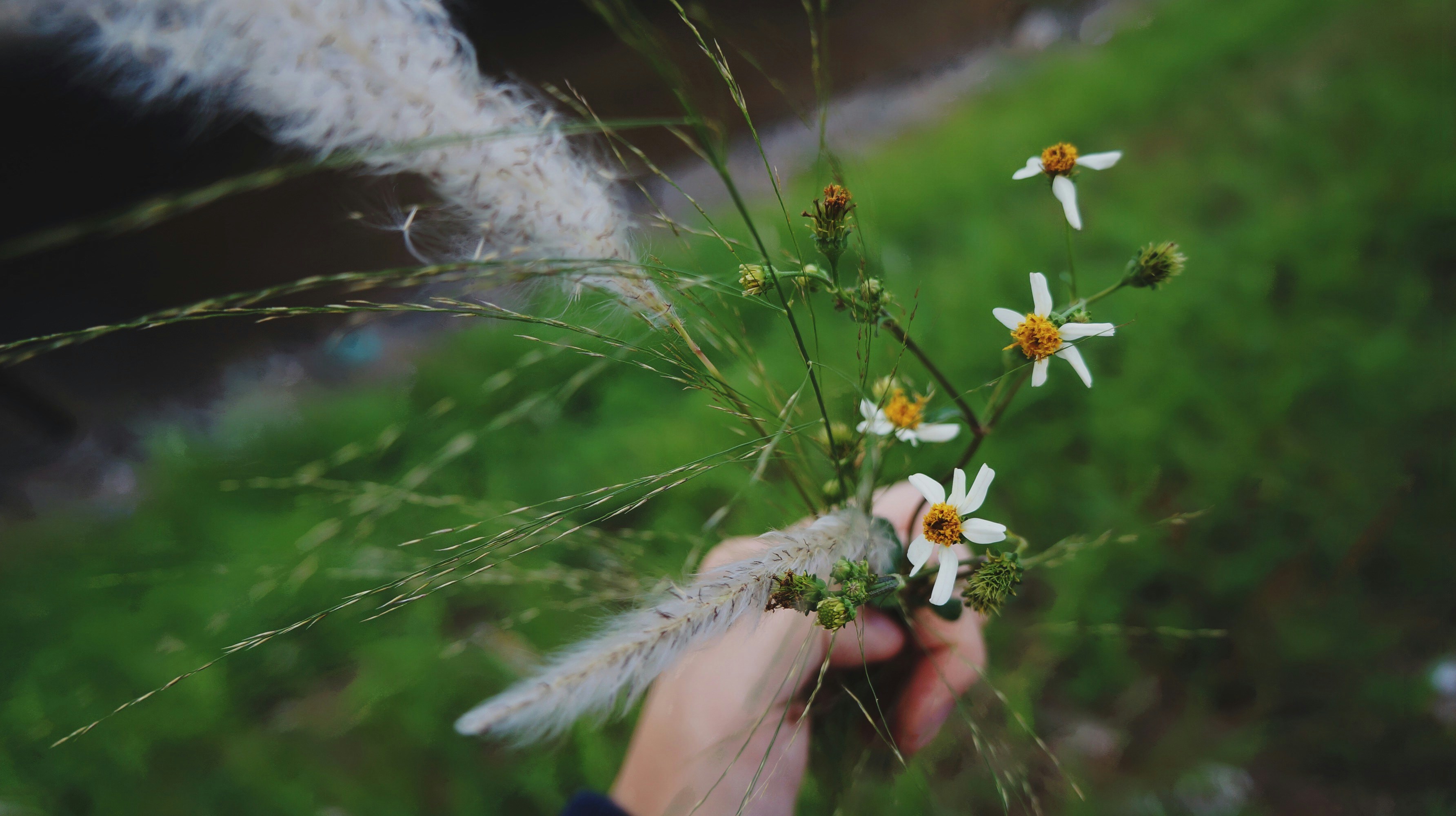 person holding white flowers