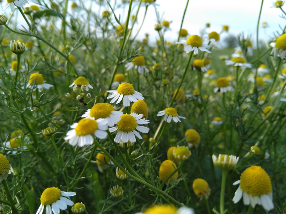 white flowers photo