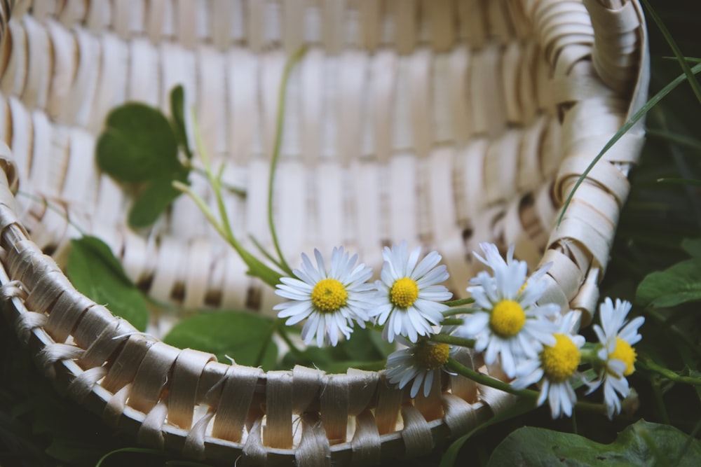 white aster flower