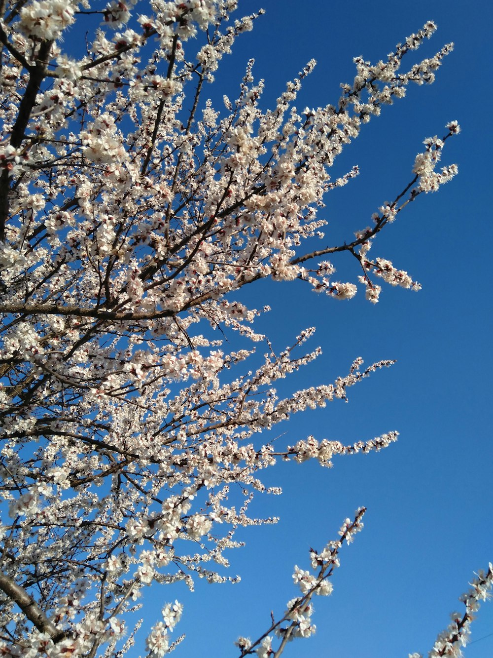 white petaled flowers