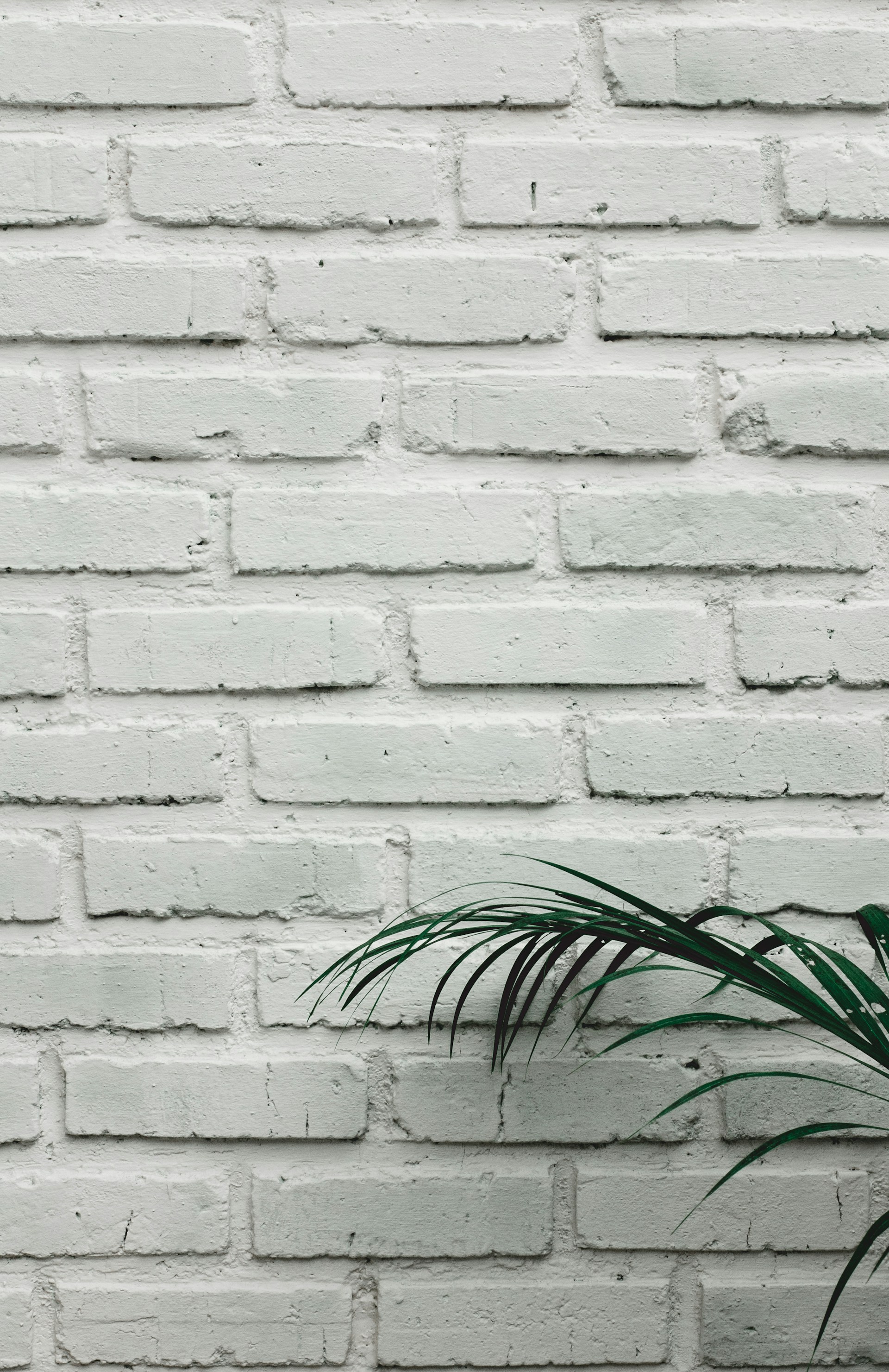 green-leafed plant beside white concrete wall