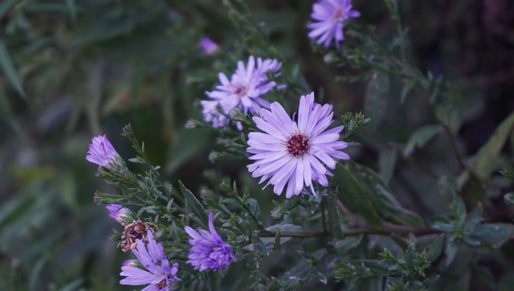 purple petaled flower