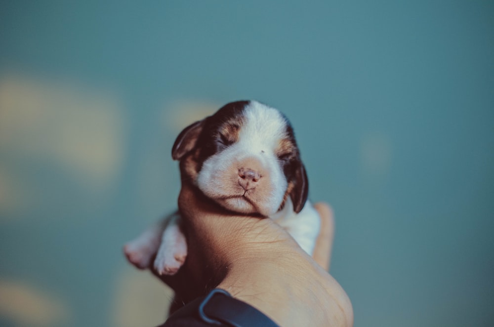 person holding puppy