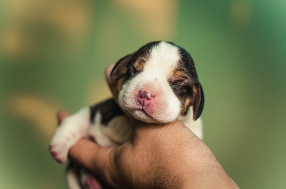 person holding short-coated white and black puppy