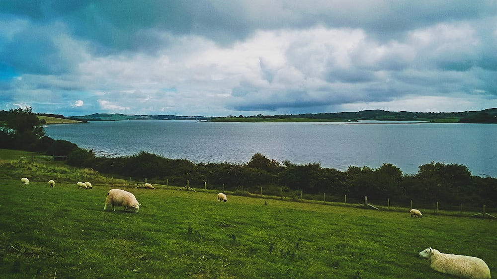 herd of sheep on grass field