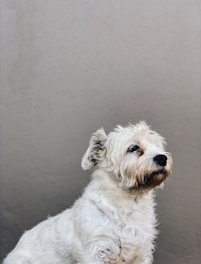 A small, fluffy white dog with shaggy fur sits against a plain, light-colored background. The dog has a gentle expression, with a slightly turned head and attentive eyes.
