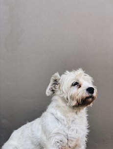 A small, fluffy white dog with shaggy fur sits against a plain, light-colored background. The dog has a gentle expression, with a slightly turned head and attentive eyes.