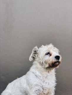 A small, fluffy white dog with shaggy fur sits against a plain, light-colored background. The dog has a gentle expression, with a slightly turned head and attentive eyes.
