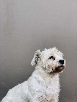 A small, fluffy white dog with shaggy fur sits against a plain, light-colored background. The dog has a gentle expression, with a slightly turned head and attentive eyes.