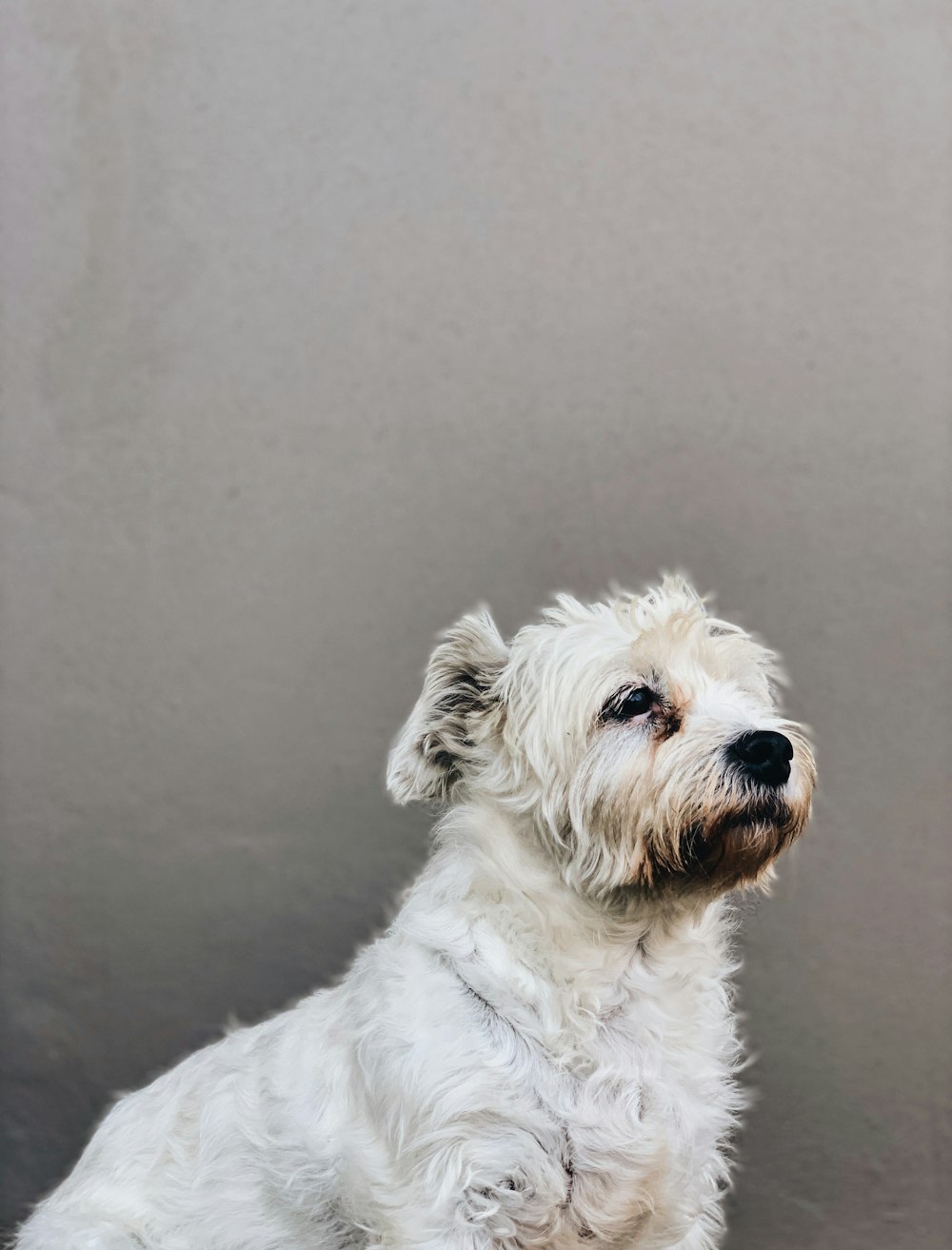 long-coated white dog on gray surface