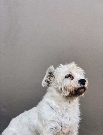 A small, fluffy white dog with shaggy fur sits against a plain, light-colored background. The dog has a gentle expression, with a slightly turned head and attentive eyes.