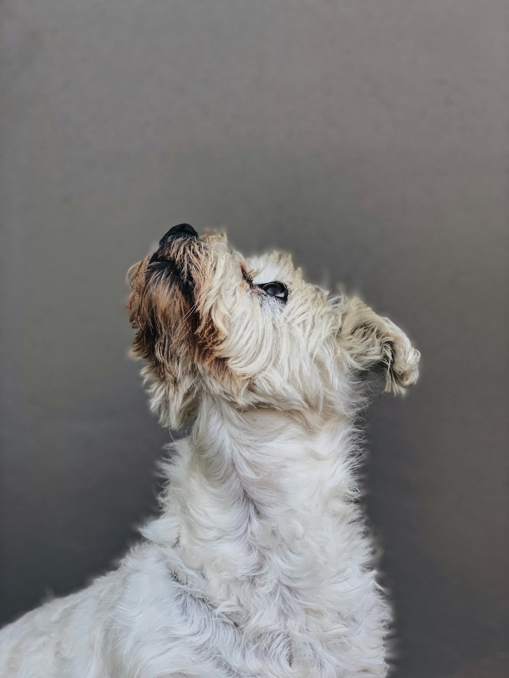 short-coated white dog