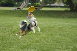 A joyful pitbull playing in a sunny park with a frisbee.