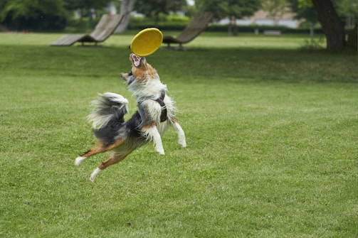 A lively border collie catching a frisbee mid-air against a clear blue sky.