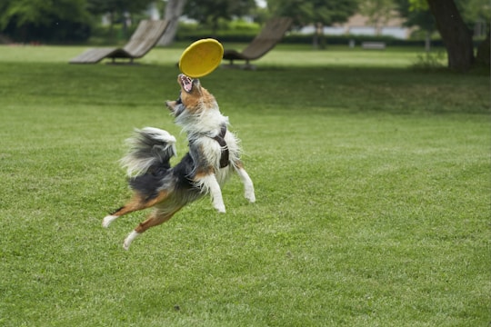 A playful border collie engaging with a frisbee in a sunny park.
