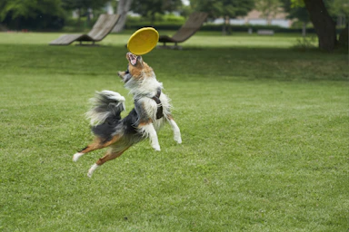 A playful dog catching a frisbee in a green park on a sunny day.