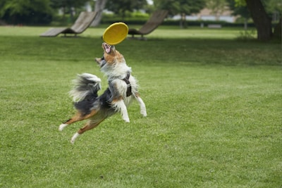 A playful dog catching a frisbee in mid-air against a clear blue sky