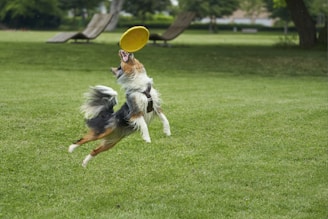 A playful pup catching a flying frisbee mid-air in a green park.