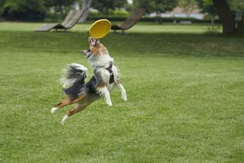 A joyful dog mid-air catching a bright orange frisbee against a sunny park backdrop.