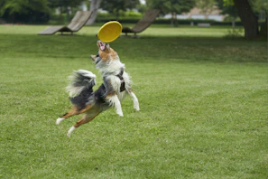 An energetic border collie catching a frisbee mid-air in a green park