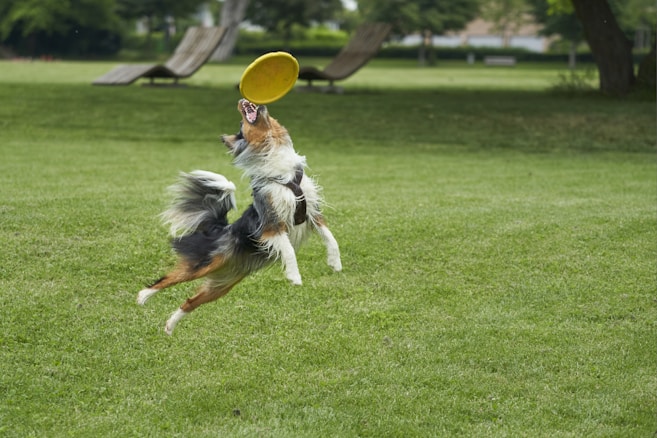A joyful pitbull playing in a sunny park with a frisbee.