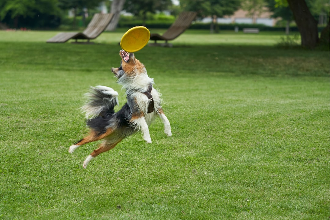 black and brown dog catching yellow flying disc