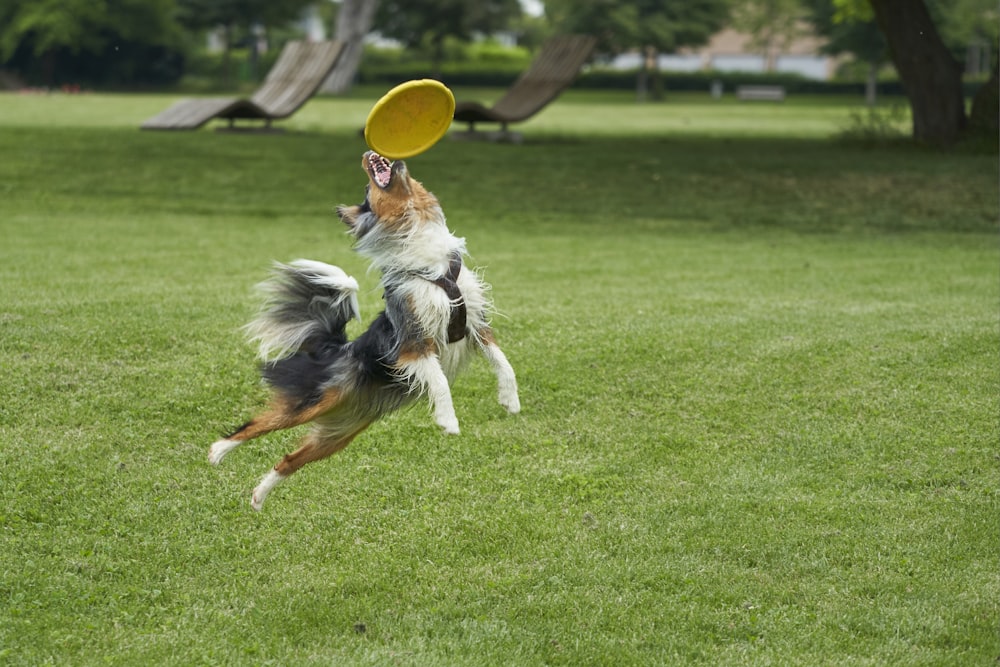 Perro negro y marrón atrapando disco volador amarillo