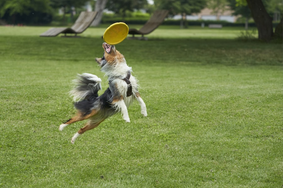 A blue merle Australian Shepherd leaping mid-air to catch a yellow frisbee during a fetch training session in a grassy park