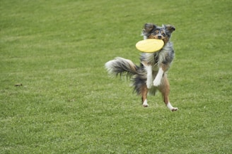 brown and black dog biting yellow freebie