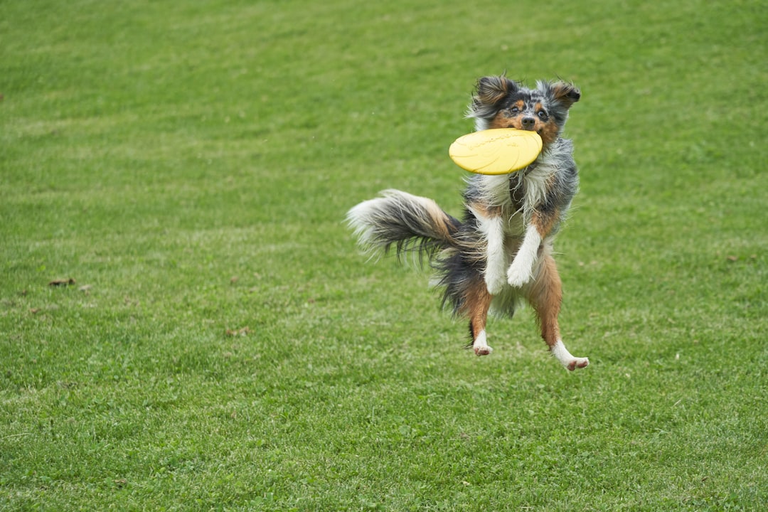 brown and black dog biting yellow freebie