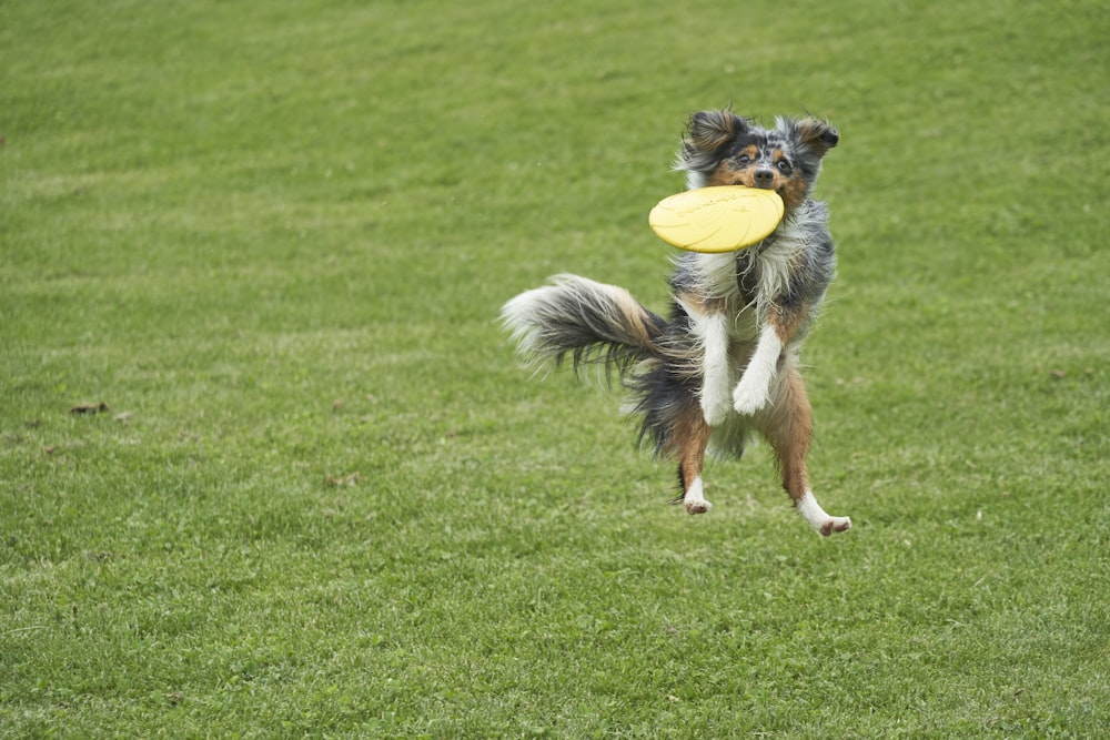 Perro marrón y negro mordiendo obsequio amarillo