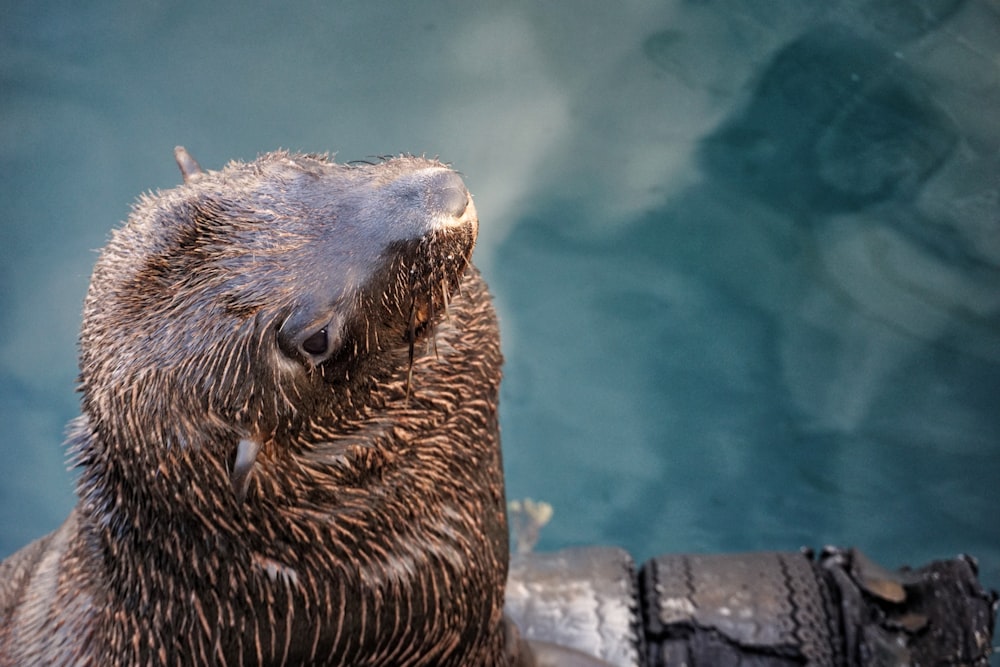 brown seal near body of water