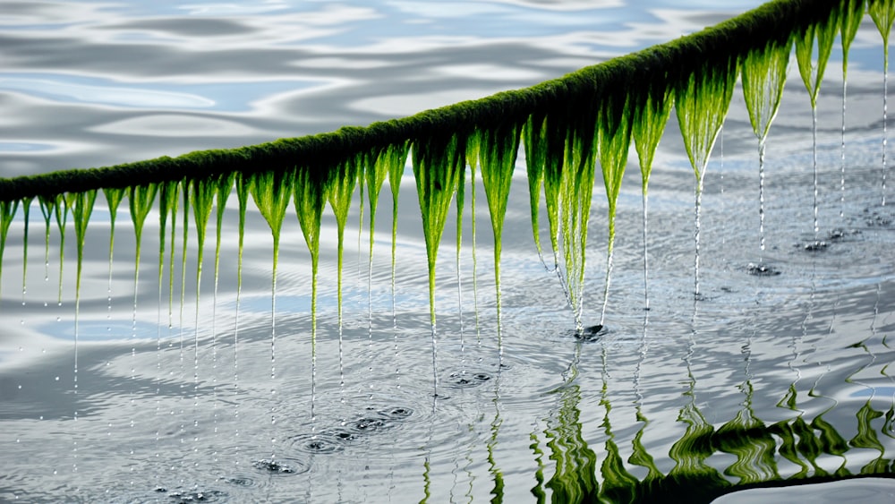 wet rope near body of water