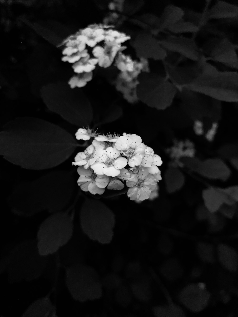 selective focus photo of cluster petaled flowers