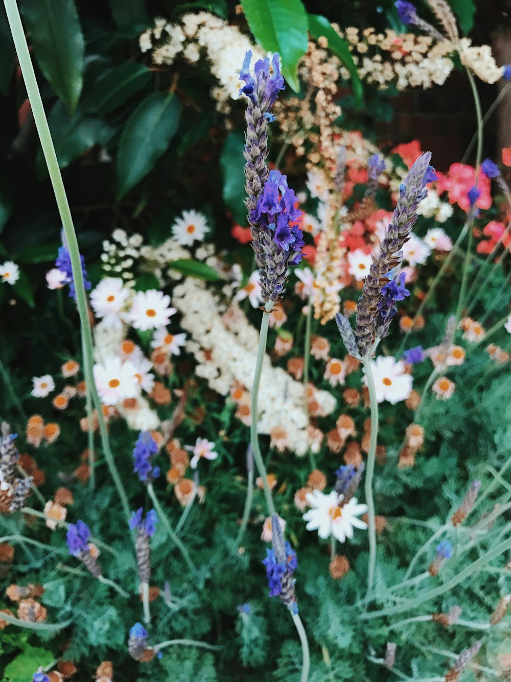 purple and white petaled flowers