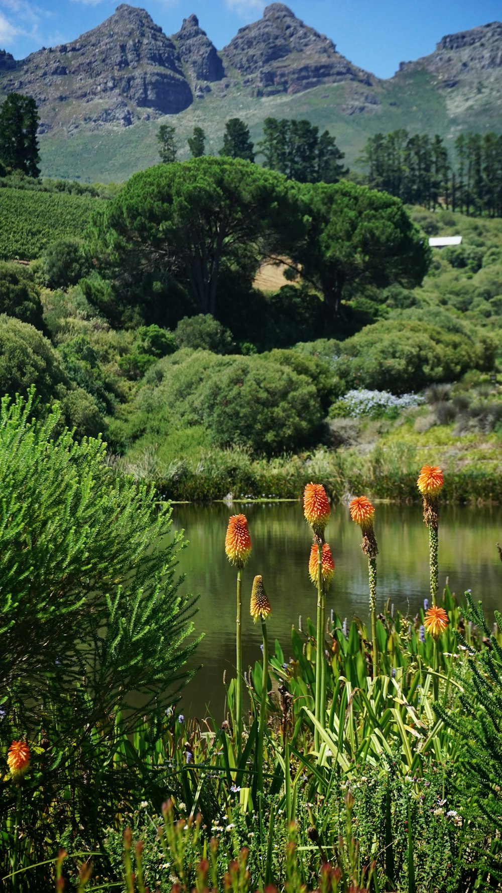 Arbres verts près du corps de Waer