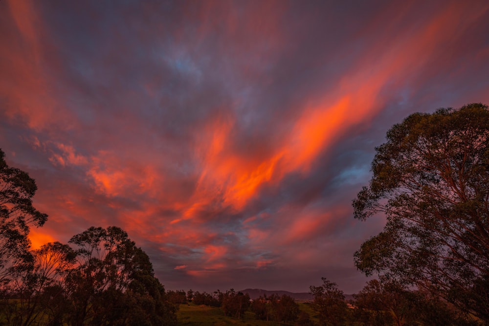 trees under red and blue sky