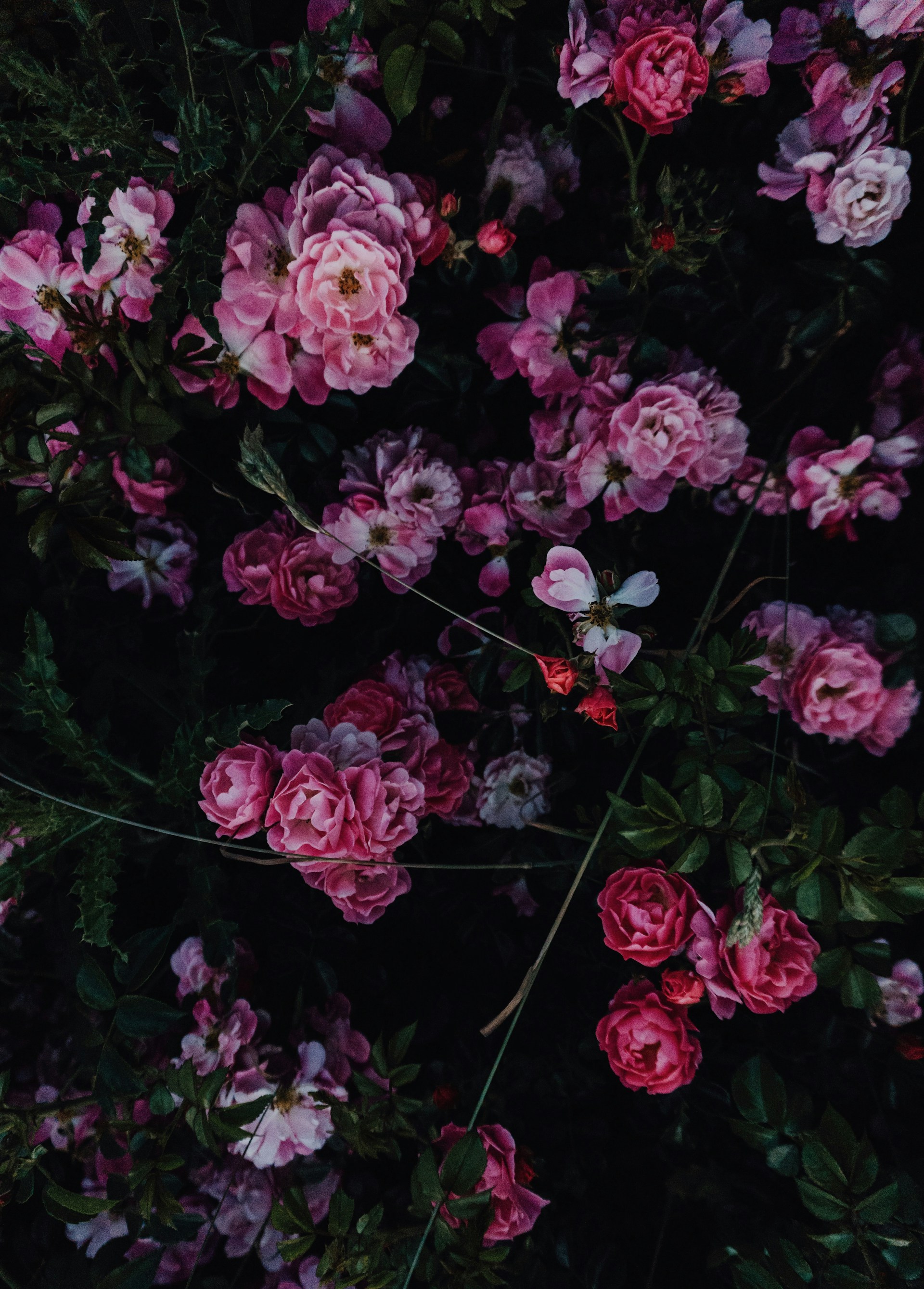 pink-petaled flowers