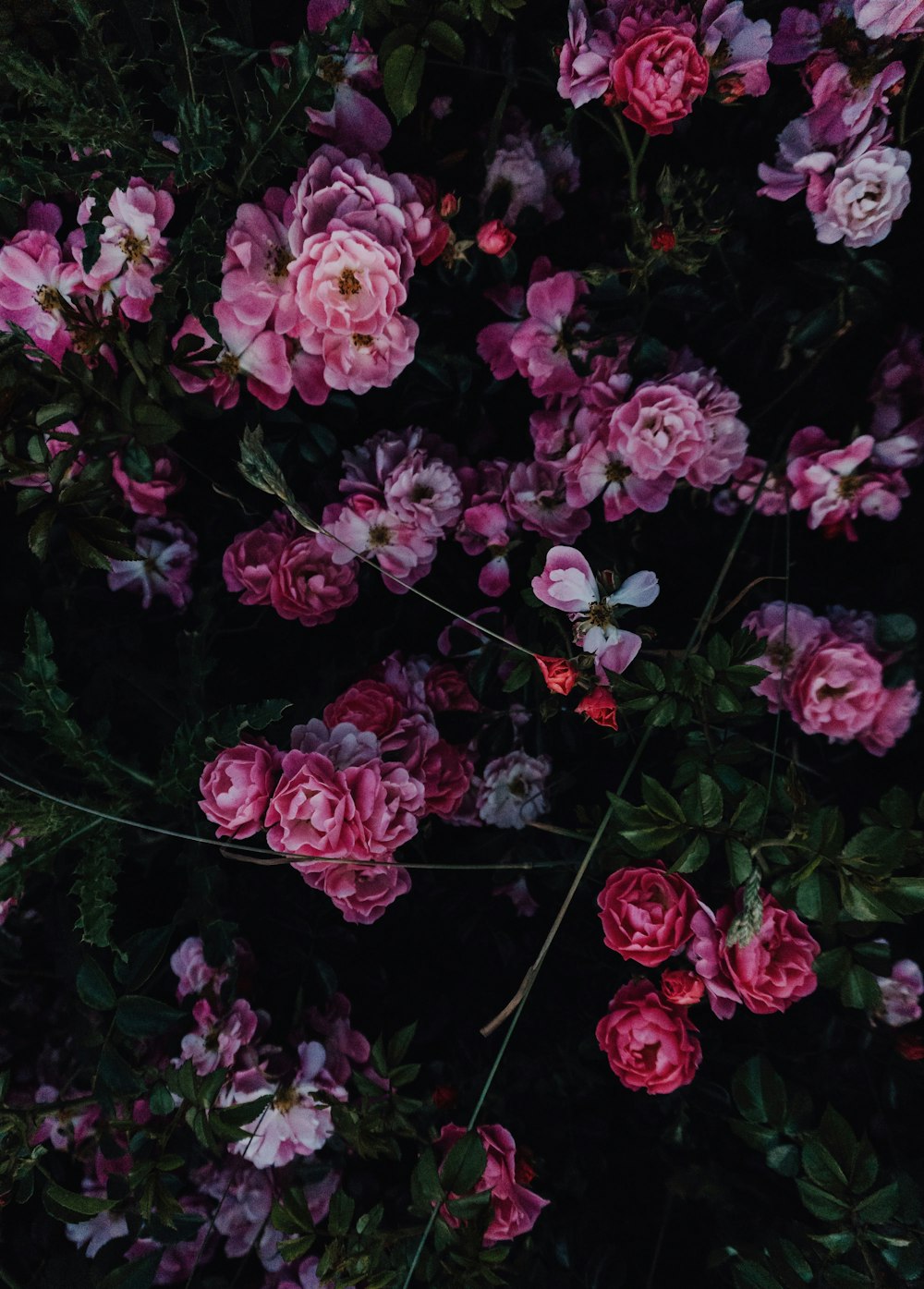 pink-petaled flowers