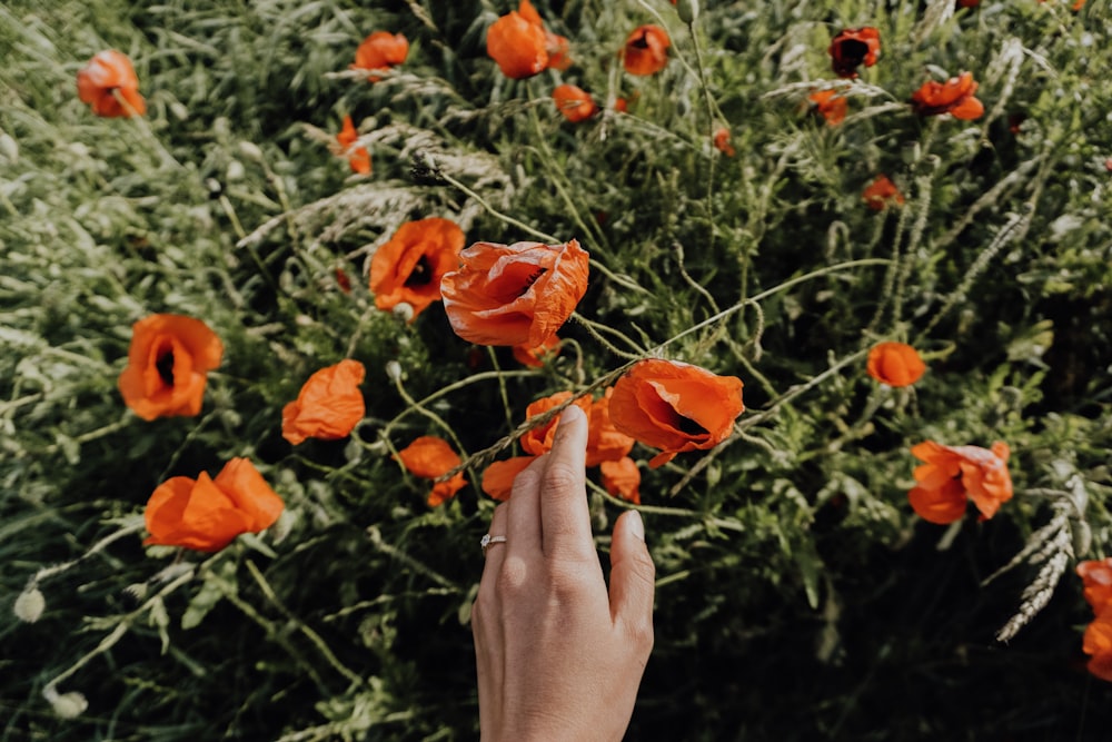 common poppy flower