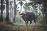 A veterinarian checking a buffalo’s health as part of regular monitoring.