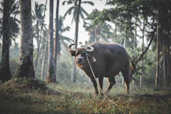 Close-up of a buffalo with its tag number visible, standing near a village pond.