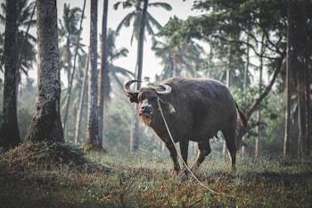 A large buffalo with curved horns stands on a grassy area, surrounded by tall palm trees. The buffalo is tethered with a rope and appears to be grazing or standing still. The background showcases a dense plantation or jungle environment.